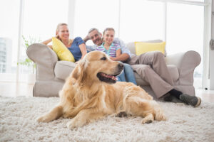HVAC Maintenance Tips for Pet Owners